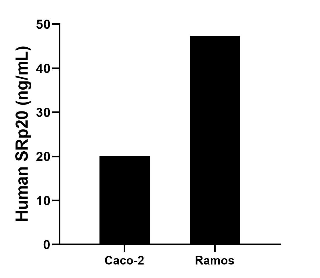 The mean SRp20 concentration was determined to be 20.09 ng/mL in Caco-2 cell extract based on a 1.2 mg/mL extract load and 47.32 ng/mL in Ramos cell extract based on a 1.2 mg/mL extract load. Sandwich ELISA sample test of MP03029-2