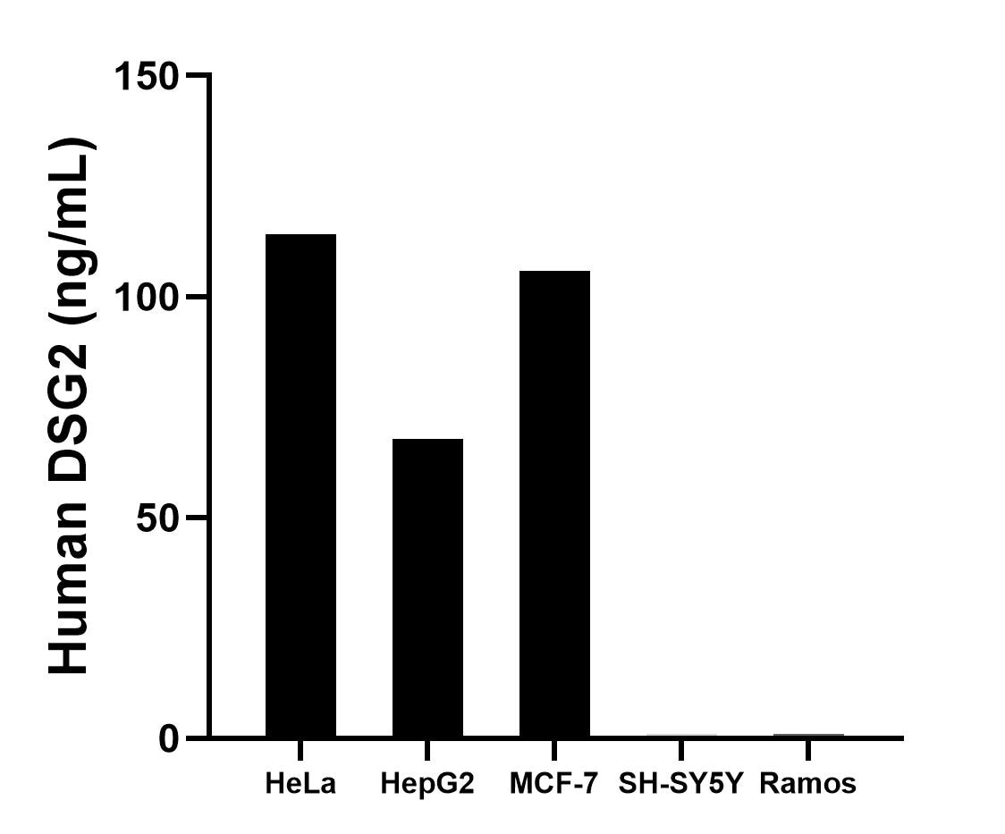 The mean DSG2 concentration was determined to be 114.1 ng/mL in HeLa cell extract based on a 1.2 mg/mL extract load, 67.7 ng/mL in HepG2 cell extract based on a 1.2 mg/mL extract load, 105.8 ng/mL in MCF-7 cell extract based on a 1.2 mg/mL extract load, 1.0 ng/mL in SH-SY5Y cell extract based on a 1.2 mg/mL extract load and 1.0 ng/mL in Ramos cell extract based on a 2.3 mg/mL extract load.