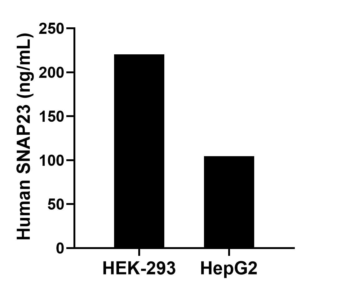 The mean SNAP23 concentration was determined to be 220.5 ng/mL in HEK-293 cell extract based on a 1.2 mg/mL extract load and 104.5 ng/mL in HepG2 cell extract based on a 1.2 mg/mL extract load. The mean SNAP23 concentration was determined to be 220.5 ng/mL in HEK-293 cell extract based on a 1.2 mg/mL extract load and 104.5 ng/mL in HepG2 cell extract based on a 1.2 mg/mL extract load.