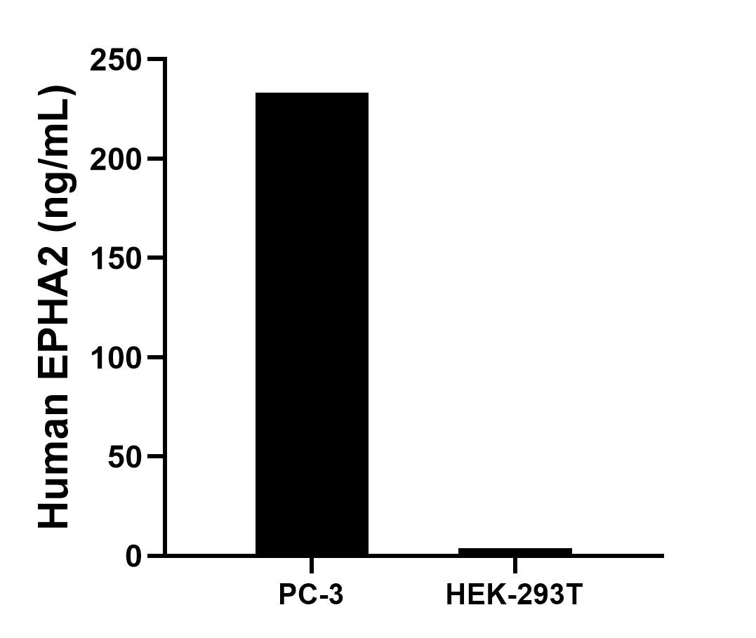 The mean EPHA2 concentration was determined to be 233.1 ng/mL in PC-3 cell extract based on a 1.5 mg/mL extract load and 4.0 ng/mL in HEK-293T cell extract based on a 1.2 mg/mL extract load. The mean EPHA2 concentration was determined to be 233.1 ng/mL in PC-3 cell extract based on a 1.5 mg/mL extract load and 4.0 ng/mL in HEK-293T cell extract based on a 1.2 mg/mL extract load.