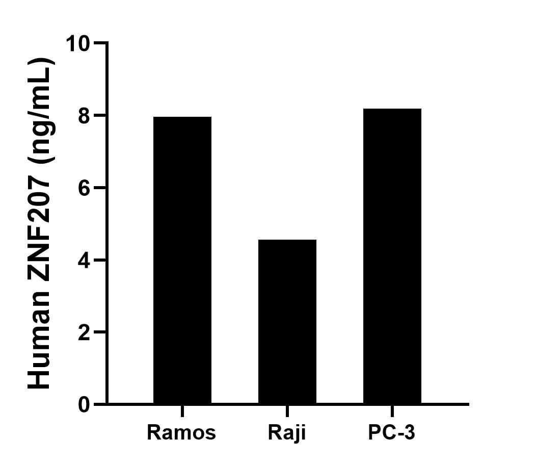 The mean ZNF207 concentration was determined to be 8.0 ng/mL in Ramos cell extract based on a 1.5 mg/mL extract load, 4.6 ng/mL in Raji cell extract based on a 1.2 mg/mL extract load and 8.2 ng/mL in PC-3 cell extract based on a 1.5 mg/mL extract load.