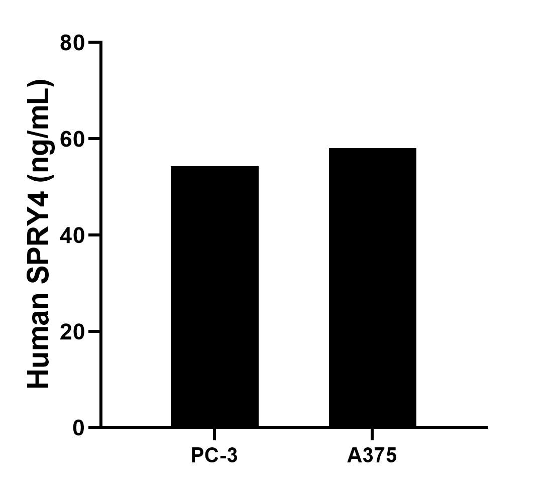 The mean SPRY4 concentration was determined to be 54.31 ng/mL in PC-3 cell extract based on a 1.2 mg/mL extract load and 58.09 ng/mL in A375 cell extract based on a 2.0 mg/mL extract load. The mean SPRY4 concentration was determined to be 54.31 ng/mL in PC-3 cell extract based on a 1.2 mg/mL extract load and 58.09 ng/mL in A375 cell extract based on a 2.0 mg/mL extract load.