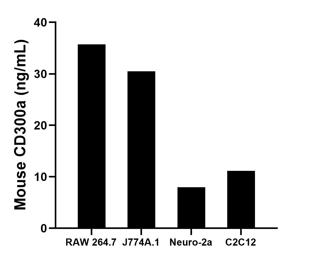 The mean CD300a concentration was determined to be 35.71 ng/mL in RAW 264.7 cell extract based on a 1.20 mg/mL extract load, 30.51 ng/mL in J774A.1 cell extract based on a 1.30 mg/mL extract load, 7.96 ng/mL in Neuro-2a cell extract based on a 1.20 mg/mL extract load and 11.16 ng/mL in C2C12 cell extract based on a 1.10 mg/mL extract load.