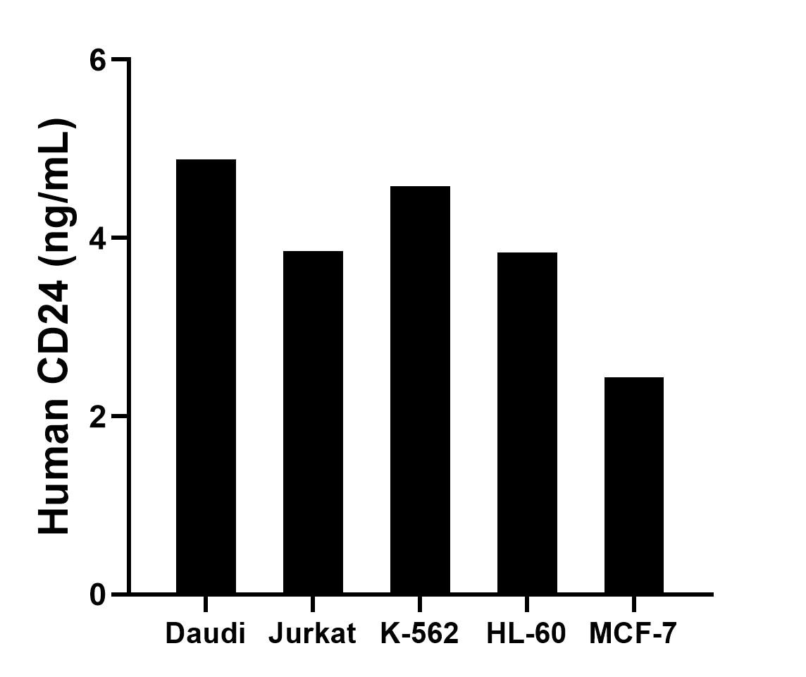 The mean CD24 concentration was determined to be 4.88 ng/mL in Daudi cell extract based on a 1.10 mg/mL extract load, 3.85 ng/mL in Jurkat cell extract based on a 1.20 mg/mL extract load, 4.58 ng/mL in K-562 cell extract based on a 1.20 mg/mL extract load, 3.84 ng/mL in HL-60 cell extract based on a 1.20 mg/mL extract load and 2.44 ng/mL in MCF-7 cell extract based on a 1.20 mg/mL extract load.