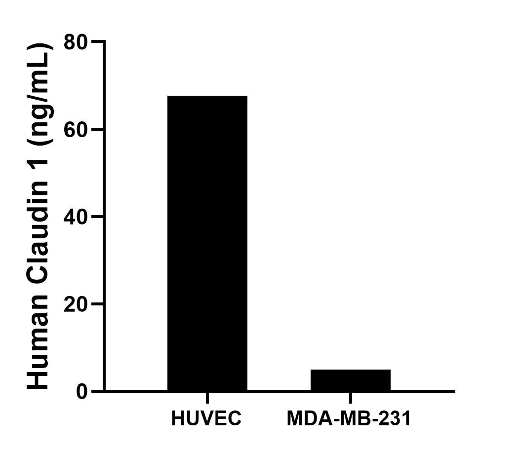 The mean Claudin 1 concentration was determined to be 67.6 ng/mL in HUVEC cell extract based on a 1.5 mg/mL extract load and 5.0 ng/mL in MDA-MB-231 cell extract based on a 1.2 mg/mL extract load.