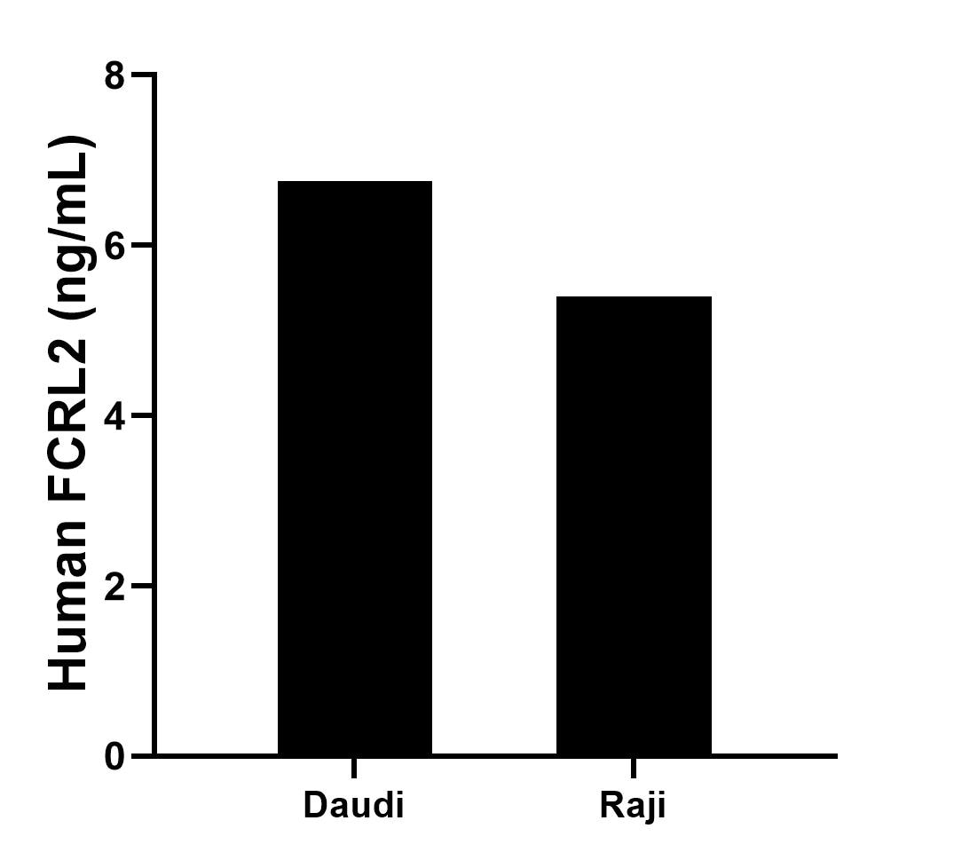 The mean FCRL2 concentration was determined to be 6.75 ng/mL in Daudi cell extract based on a 1.2 mg/mL extract load and 5.41 ng/mL in Raji cell extract based on a 1.2 mg/mL extract load. The mean FCRL2 concentration was determined to be 6.75 ng/mL in Daudi cell extract based on a 1.2 mg/mL extract load and 5.41 ng/mL in Raji cell extract based on a 1.2 mg/mL extract load.