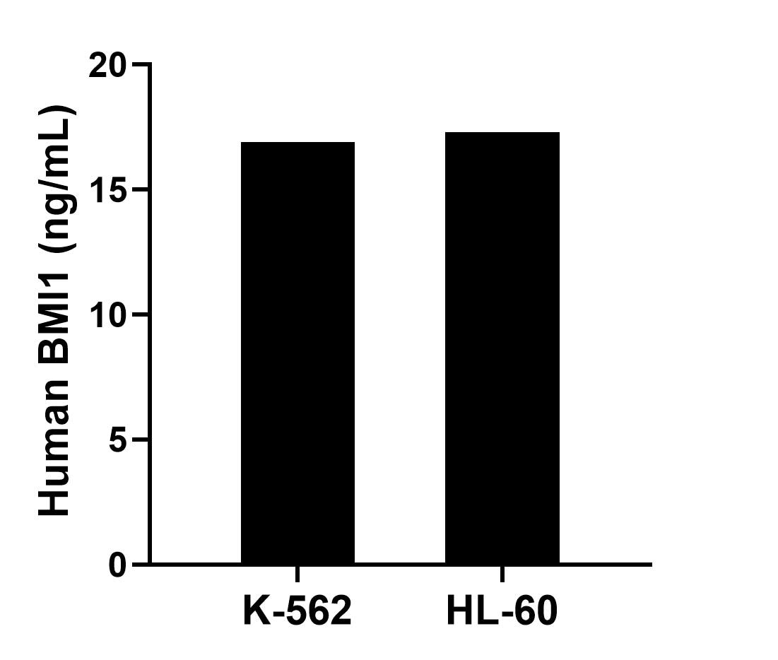 The mean BMI1 concentration was determined to be 16.90 ng/mL in K-562 cell extract based on a 1.20 mg/mL extract load and 17.30 ng/mL in HL-60 cell extract based on a 1.50 mg/mL extract load. The mean BMI1 concentration was determined to be 16.90 ng/mL in K-562 cell extract based on a 1.20 mg/mL extract load and 17.30 ng/mL in HL-60 cell extract based on a 1.50 mg/mL extract load.