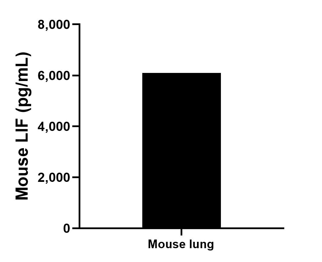 The mean LIF concentration was determined to be 6,095.6 pg/mL in mouse lung supernatant. The mean LIF concentration was determined to be 6,095.6 pg/mL in mouse lung supernatant.