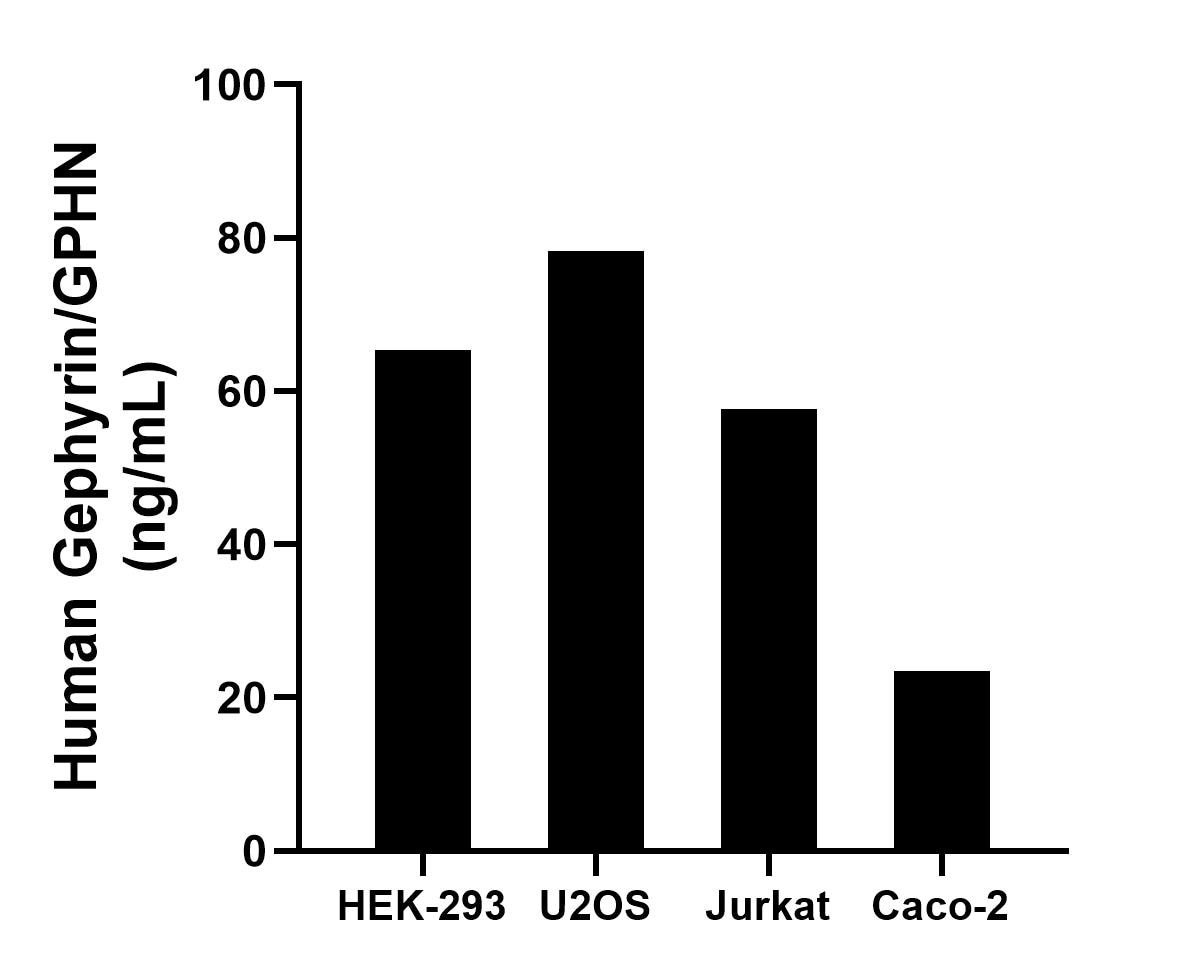 The mean Gephyrin/GPHN concentration was determined to be 65.42 ng/mL in HEK-293 cell extract based on a 1.5 mg/mL extract load, 78.35 ng/mL in U2OS cell extract based on a 1.5 mg/mL extract load, 57.56 ng/mL in Jurkat cell extract based on a 1.2 mg/mL extract load and 23.56 ng/mL in Caco-2 cell extract based on a 1.2 mg/mL extract load.	