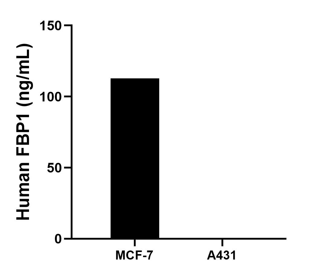 The mean FBP1 concentration was determined to be 112.85 ng/mL in MCF-7 cell extract based on a 1.50 mg/mL extract load and 0.58 ng/mL in A431 cell extract based on a 1.20 mg/mL extract load. The mean FBP1 concentration was determined to be 112.85 ng/mL in MCF-7 cell extract based on a 1.50 mg/mL extract load and 0.58 ng/mL in A431 cell extract based on a 1.20 mg/mL extract load.