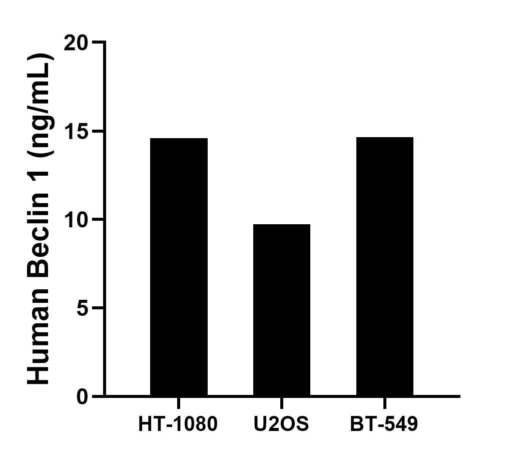 The mean Beclin 1 concentration was determined to be 14.6 ng/mL in HT-1080 cell extract based on a 1.2 mg/mL extract load, 9.7 ng/mL in U2OS cell extract based on a 1.2 mg/mL extract load and 14.6 ng/mL in BT-549 cell extract based on a 1.5 mg/mL extract load. The mean Beclin 1 concentration was determined to be 14.6 ng/mL in HT-1080 cell extract based on a 1.2 mg/mL extract load, 9.7 ng/mL in U2OS cell extract based on a 1.2 mg/mL extract load and 14.6 ng/mL in BT-549 cell extract based on a 1.5 mg/mL extract load.