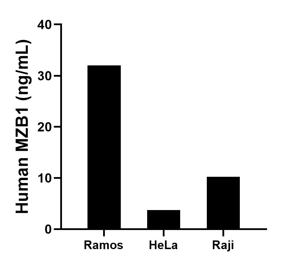 The mean MZB1 concentration was determined to be 32.02 ng/mL in Ramos cell extract based on a 1.20 mg/mL extract load, 3.72 ng/mL in HeLa cell extract based on a 1.20 mg/mL extract load and 10.25 ng/mL in Raji cell extract based on a 1.50 mg/mL extract load.