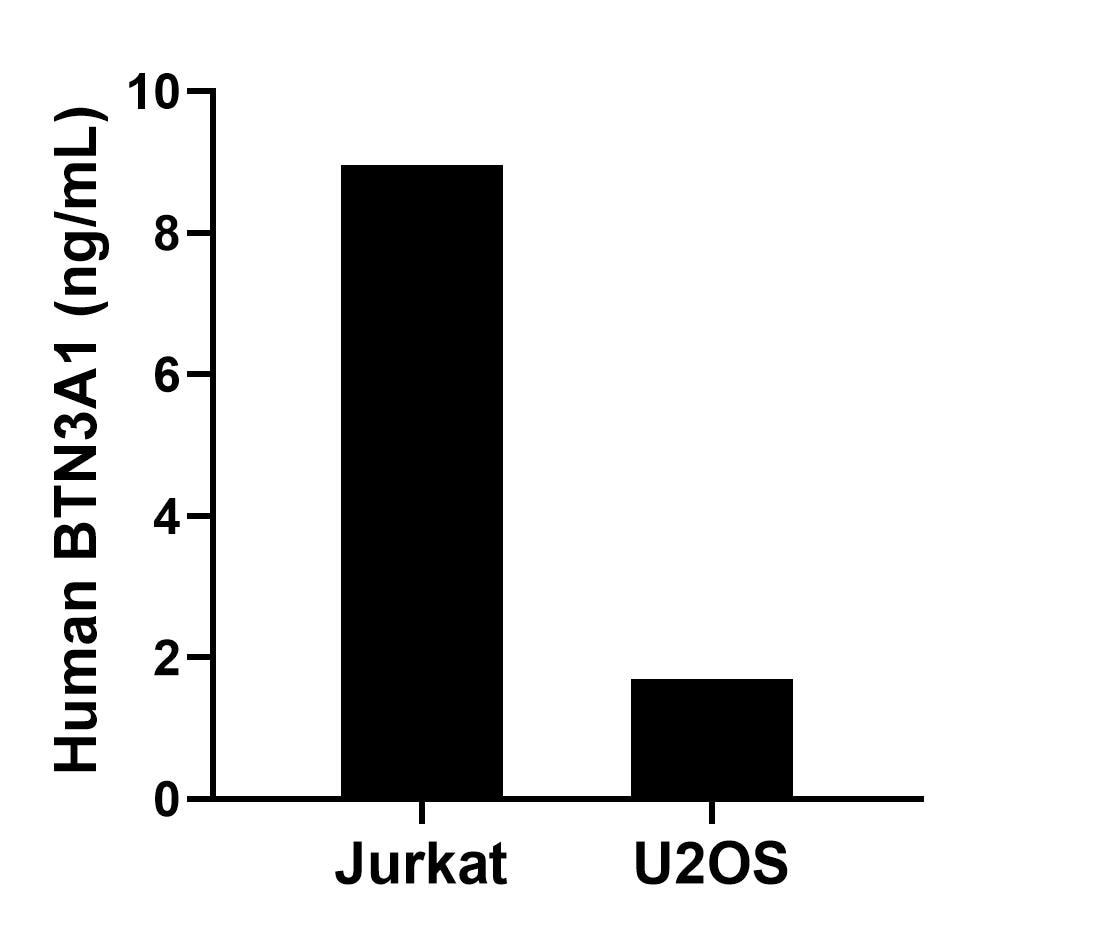 The mean BTN3A1 concentration was determined to be 9.0 ng/mL in Jurkat cell extract based on a 1.2 mg/mL extract load and 1.7 ng/mL in U2OS cell extract based on a 1.2 mg/mL extract load. The mean BTN3A1 concentration was determined to be 9.0 ng/mL in Jurkat cell extract based on a 1.2 mg/mL extract load and 1.7 ng/mL in U2OS cell extract based on a 1.2 mg/mL extract load.