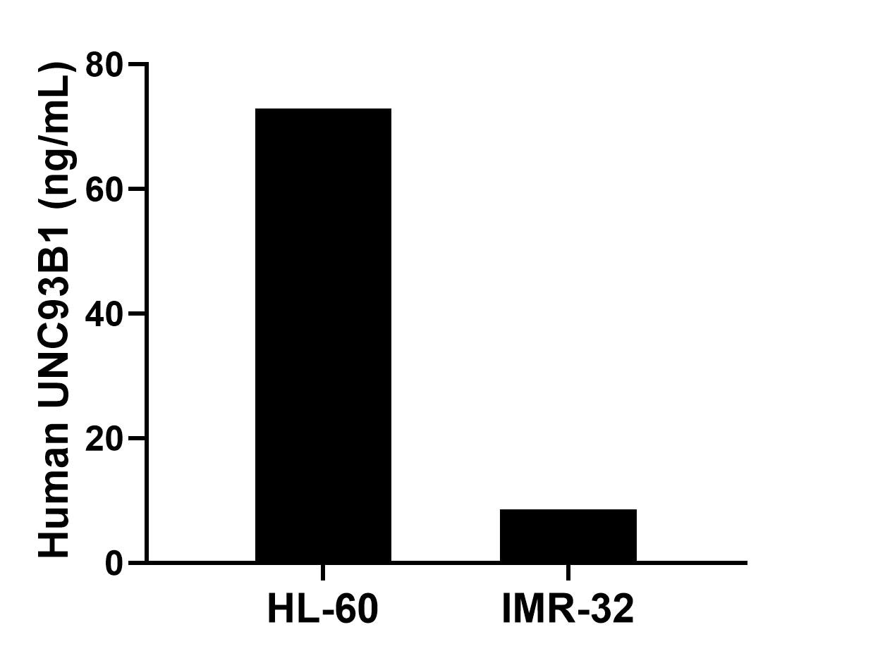 The mean UNC93B1 concentration was determined to be 72.87 ng/mL in HL-60 cell extract based on a 1.20 mg/mL extract load and 8.59 ng/mL in IMR-32 cell extract based on a 1.70 mg/mL extract load. 
