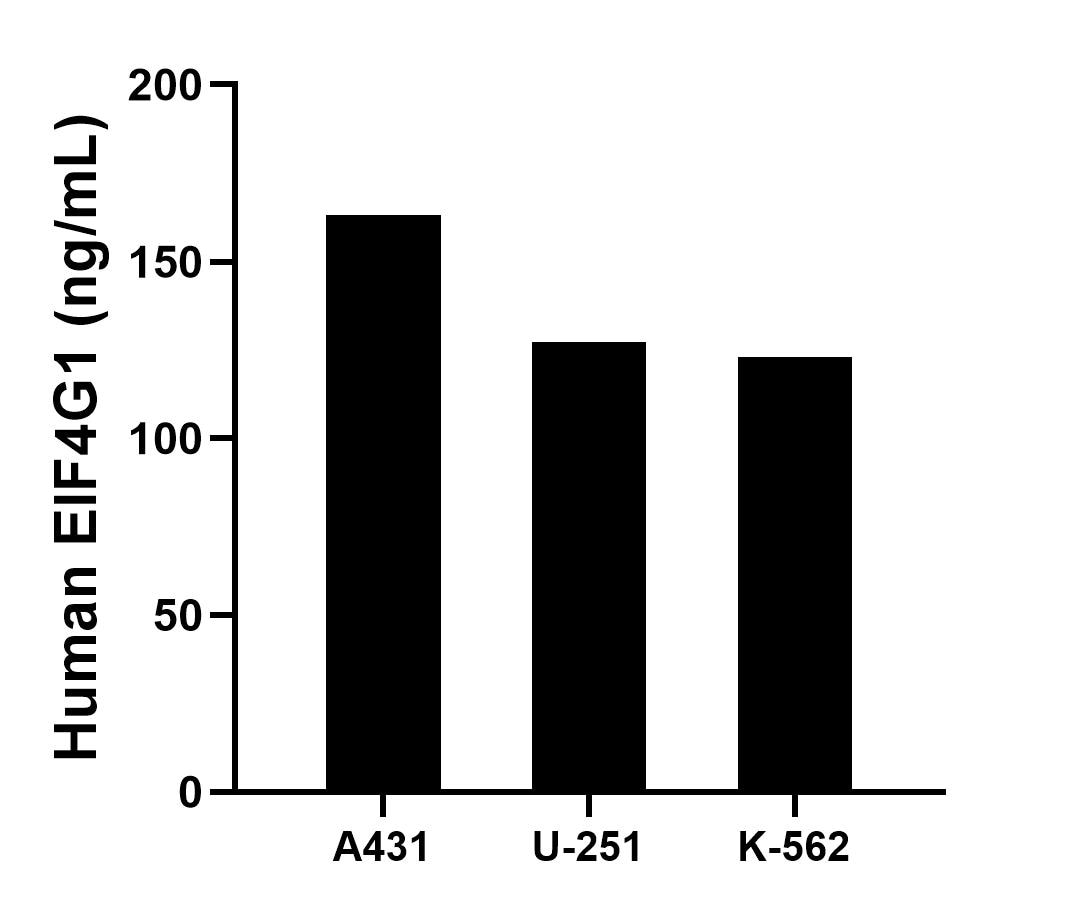 The mean EIF4G1 concentration was determined to be 163.05 ng/mL in A431 cell extract based on a 1.20 mg/mL extract load, 127.26 ng/mL in U-251 cell extract based on a 1.20 mg/mL extract load and 123.04 ng/mL in K-562 cell extract based on a 1.20 mg/mL extract load.