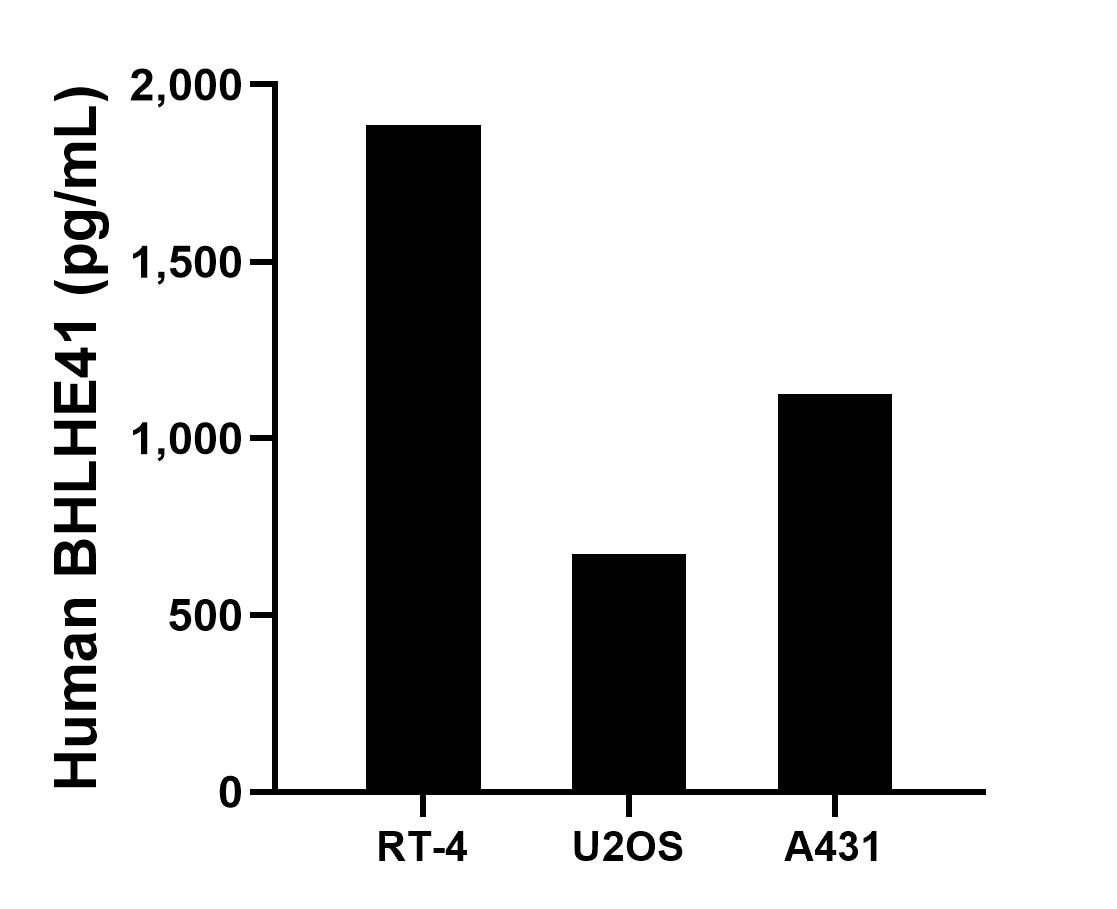 The mean BHLHE41 concentration was determined to be 1,884.8 pg/mL in RT-4 cell extract based on a 1.2 mg/mL extract load, 673.3 pg/mL in U2OS cell extract based on a 1.2 mg/mL extract load and 1,126.3 pg/mL in A431 cell extract based on a 1.2 mg/mL extract load. The mean BHLHE41 concentration was determined to be 1,884.8 pg/mL in RT-4 cell extract based on a 1.2 mg/mL extract load, 673.3 pg/mL in U2OS cell extract based on a 1.2 mg/mL extract load and 1,126.3 pg/mL in A431 cell extract based on a 1.2 mg/mL extract load.