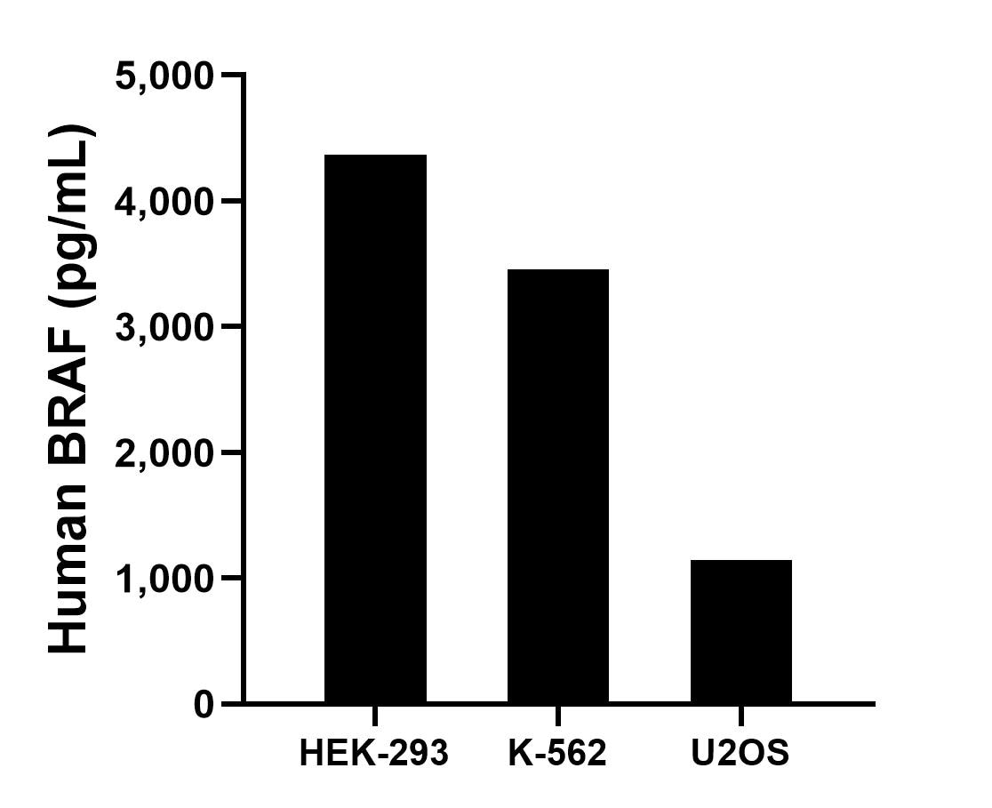 The mean BRAF concentration was determined to be 4,369.8 pg/mL in HEK-293 cell extract based on a 1.2 mg/mL extract load, 3,460.1 pg/mL in K-562 cell extract based on a 1.2 mg/mL extract load and 1,143.7 pg/mL in U2OS cell extract based on a 1.2 mg/mL extract load. The mean BRAF concentration was determined to be 4,369.8 pg/mL in HEK-293 cell extract based on a 1.2 mg/mL extract load, 3,460.1 pg/mL in K-562 cell extract based on a 1.2 mg/mL extract load and 1,143.7 pg/mL in U2OS cell extract based on a 1.2 mg/mL extract load.