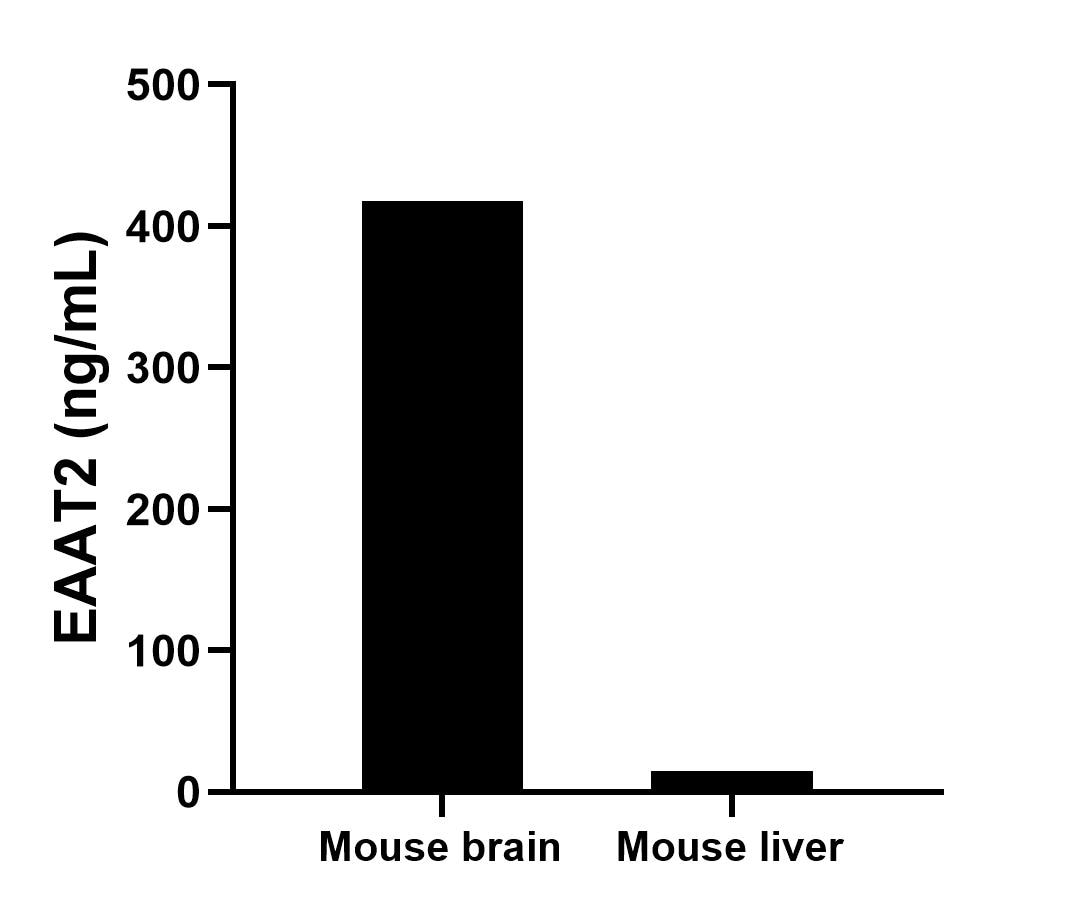 The mean EAAT2 concentration was determined to be 417.70 ng/mL in mouse brain tissue extract based on a 1.20 mg/mL extract load and 14.97 ng/mL in mouse liver tissue extract based on a 1.20 mg/mL extract load. The mean EAAT2 concentration was determined to be 417.70 ng/mL in mouse brain tissue extract based on a 1.20 mg/mL extract load and 14.97 ng/mL in mouse liver tissue extract based on a 1.20 mg/mL extract load.