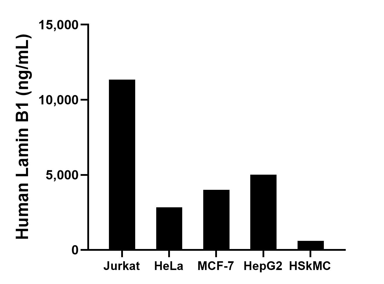 The mean Lamin B1 concentration was determined to be 11,341.80 ng/mL in Jurkat cell extract based on a 1.20 mg/mL extract load, 2,829.10 ng/mL in HeLa cell extract based on a 1.20 mg/mL extract load, 4,001.74 ng/mL in MCF-7 cell extract based on a 1.20 mg/mL extract load, 5,016.52 ng/mL in HepG2 cell extract based on a 1.20 mg/mL extract load and 604.05 ng/mL in HSkMC cell extract based on a 1.20 mg/mL extract load.