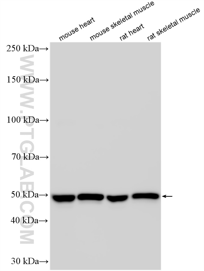 WB analysis using 33909-1-AP Western Blot (WB) analysis of various lysates using Sarcalumenin Polyclonal antibody (33909-1-AP)