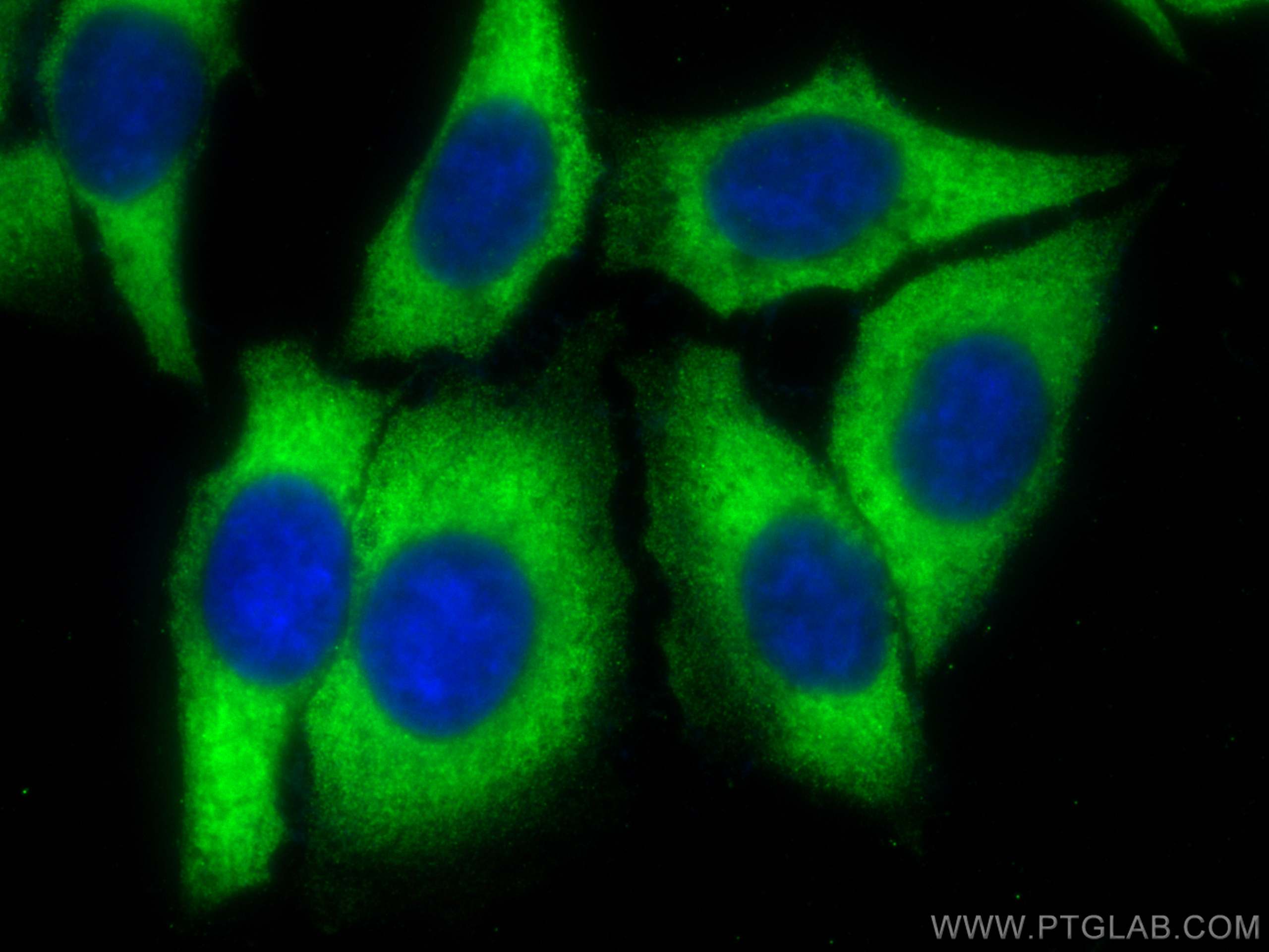 Immunofluorescence (IF) / fluorescent staining of HepG2 cells using CoraLite® Plus 488-conjugated Sclerostin Polyclona (CL488-21933)
