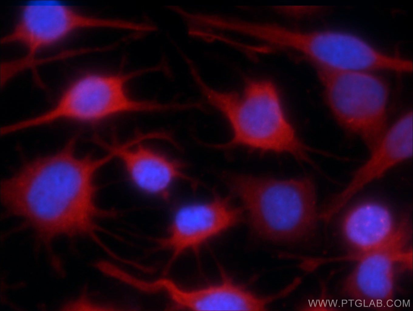 Immunofluorescence (IF) / fluorescent staining of C6 cells using RISC Monoclonal antibody (60086-1-Ig)