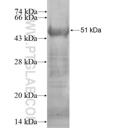 Scpep1 fusion protein Ag0614 SDS-PAGE