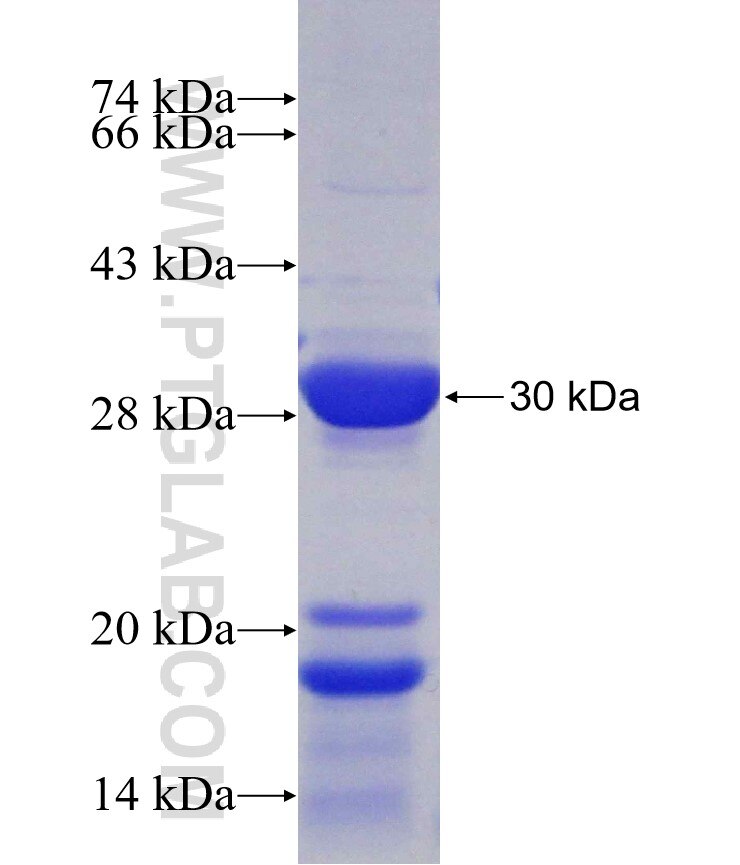 Scpep1 fusion protein Ag4091 SDS-PAGE
