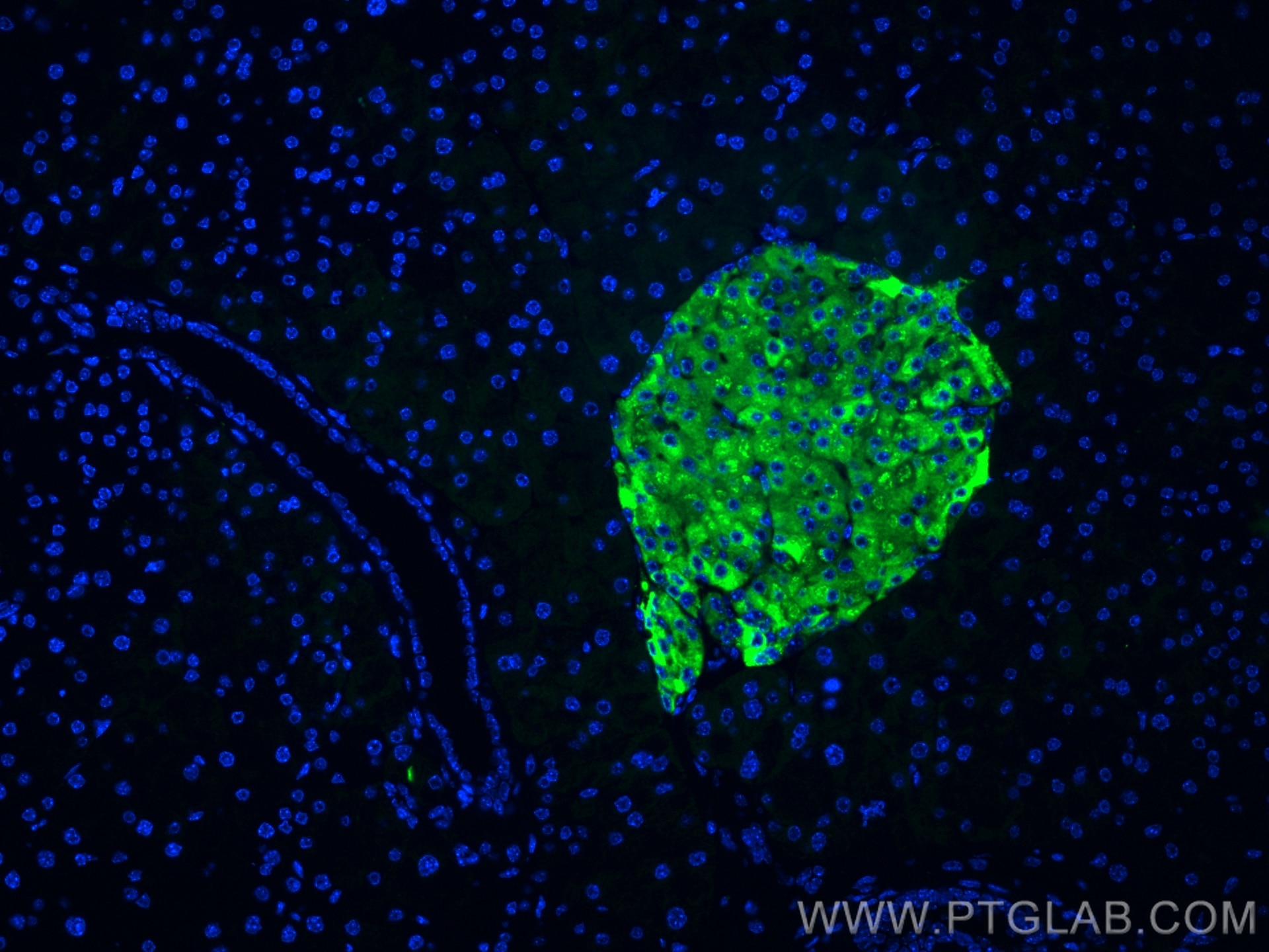 IF Staining of mouse pancreas using CL488-10954