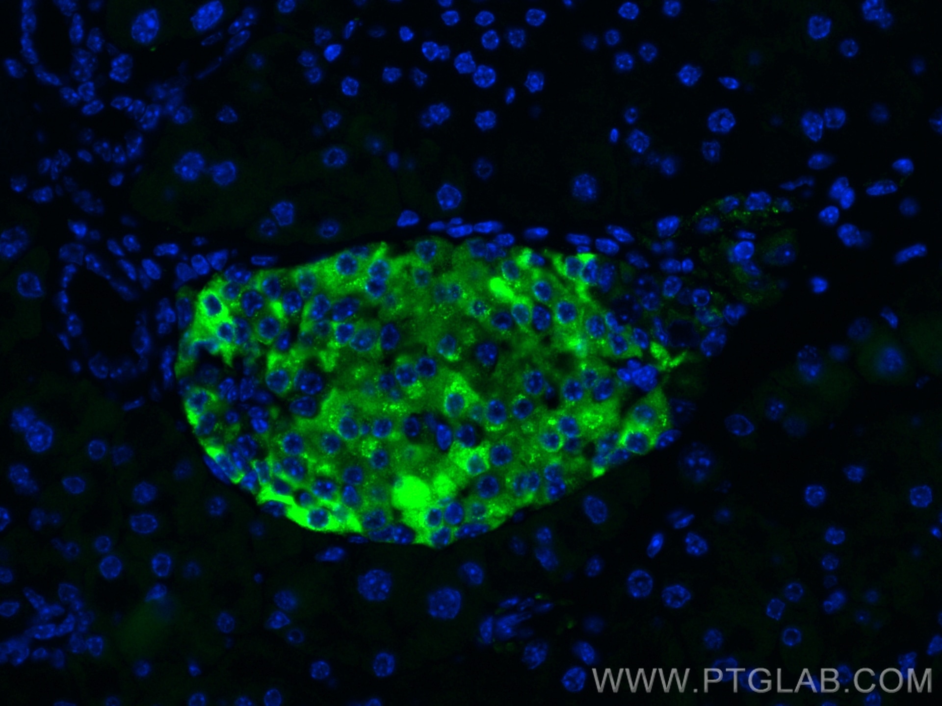 IF Staining of mouse pancreas using CL488-10954