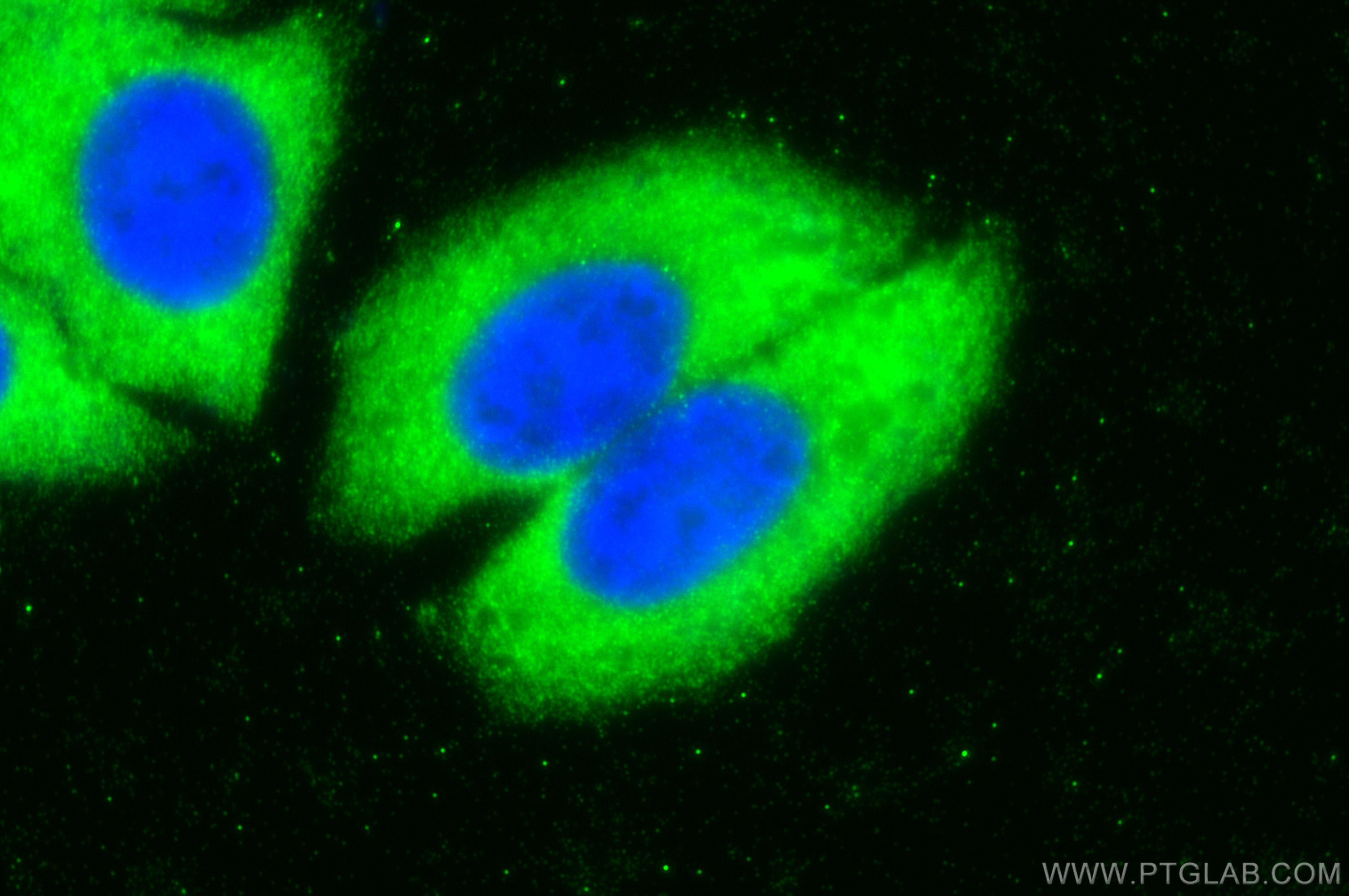 Immunofluorescence (IF) / fluorescent staining of HepG2 cells using Selenoprotein P Polyclonal antibody (30249-1-AP)
