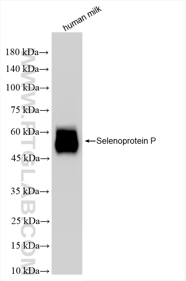 Western Blot (WB) analysis of human milk using Selenoprotein P Recombinant antibody (85017-4-RR)