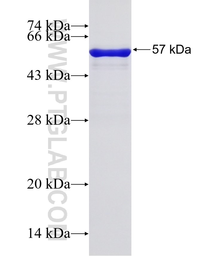 Selenoprotein P fusion protein Ag32952 SDS-PAGE