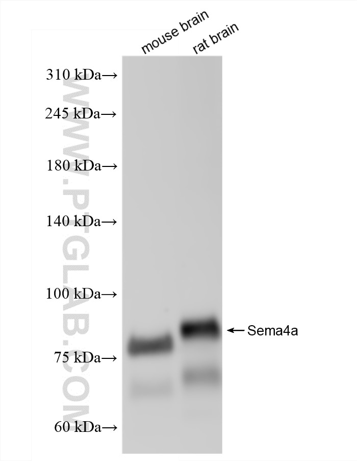 Western Blot (WB) analysis of various lysates using Sema4a Recombinant antibody (86320-1-RR)