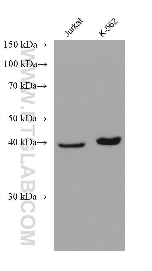 Western Blot (WB) analysis of various lysates using Septin 5 Monoclonal antibody (68075-1-Ig)