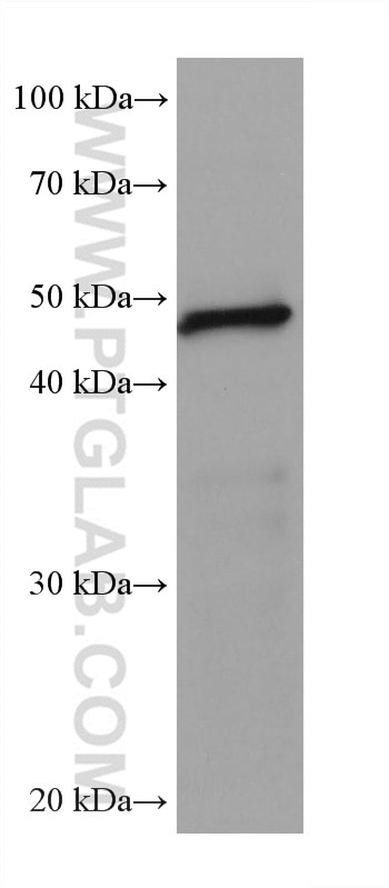 Western Blot (WB) analysis of rat colon tissue using Septin 9 Monoclonal antibody (67548-1-Ig)