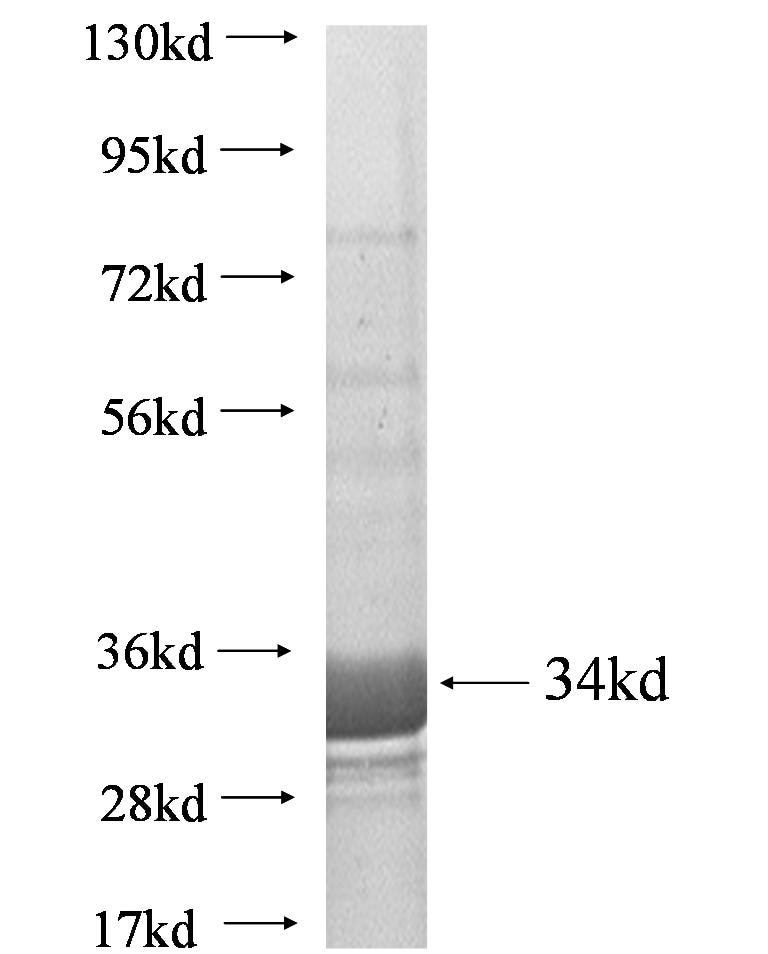Sepw1 fusion protein Ag0610 SDS-PAGE