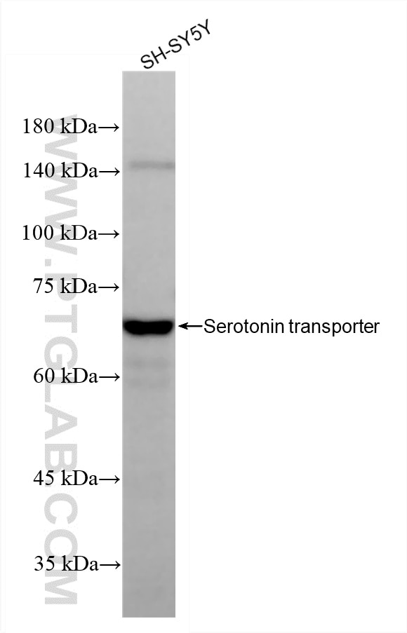 Western Blot (WB) analysis of SH-SY5Y cells using Serotonin transporter Recombinant monoclonal antib (84844-3-RR)