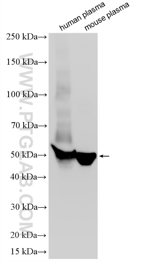 WB analysis using 86758-1-RR Western Blot (WB) analysis of various lysates using Serpin A4/Kallistatin Recombinant monoclonal antib (86758-1-RR)