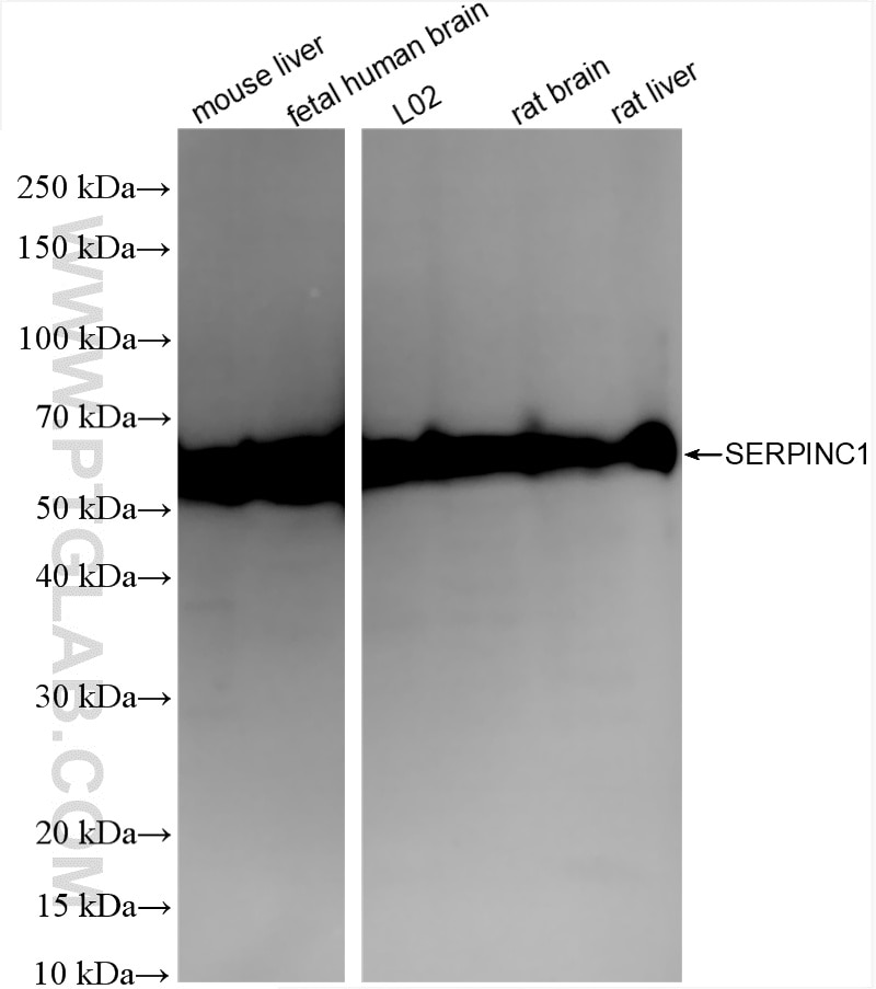 Western Blot (WB) analysis of various lysates using Serpin C1/Antithrombin III Recombinant antibody (86067-4-RR)