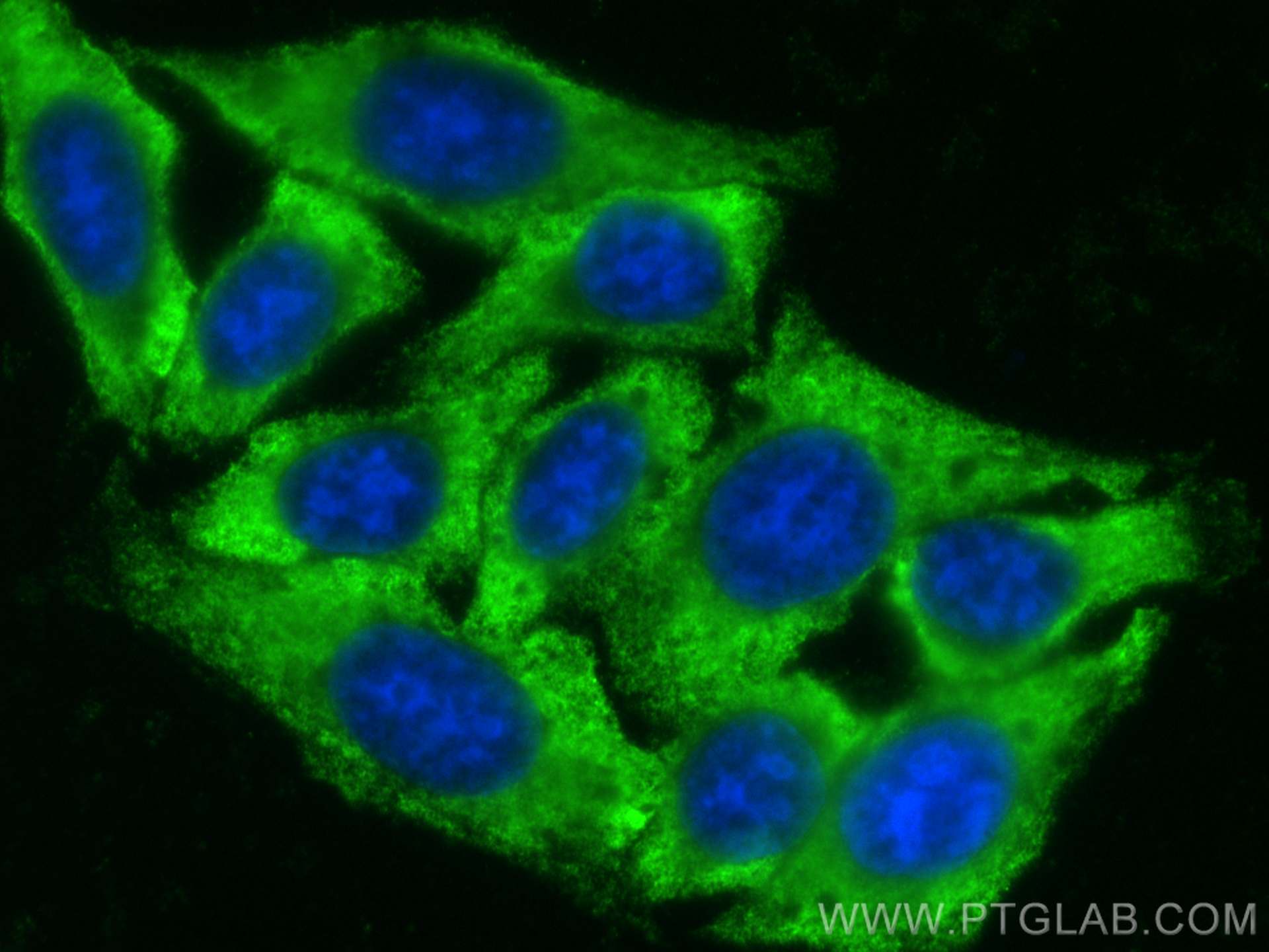 Immunofluorescence (IF) / fluorescent staining of HepG2 cells using CoraLite® Plus 488-conjugated Serpin C1/Antithromb (CL488-66052)