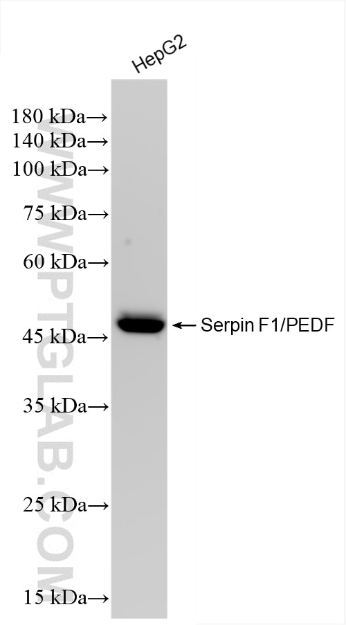 Western Blot (WB) analysis of HepG2 cells using Serpin F1/PEDF Recombinant antibody (84685-3-RR)