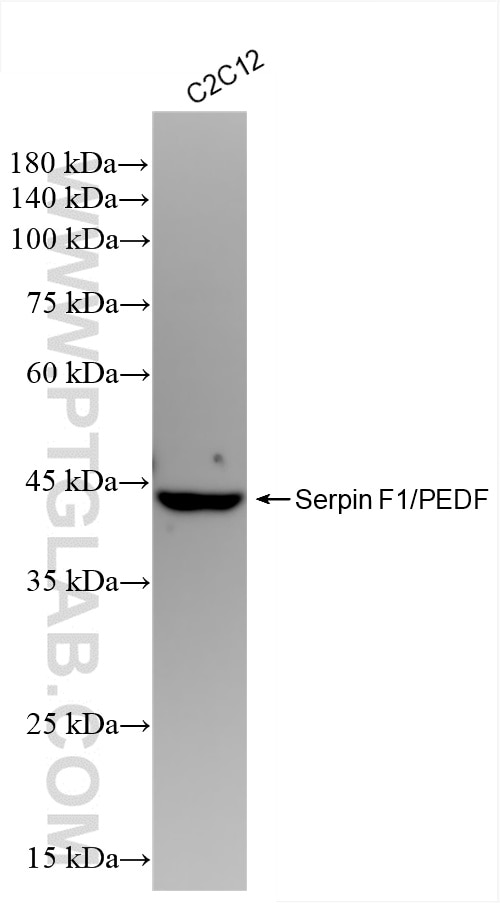 Western Blot (WB) analysis of C2C12 cells using Serpin F1/PEDF Recombinant antibody (84685-3-RR)