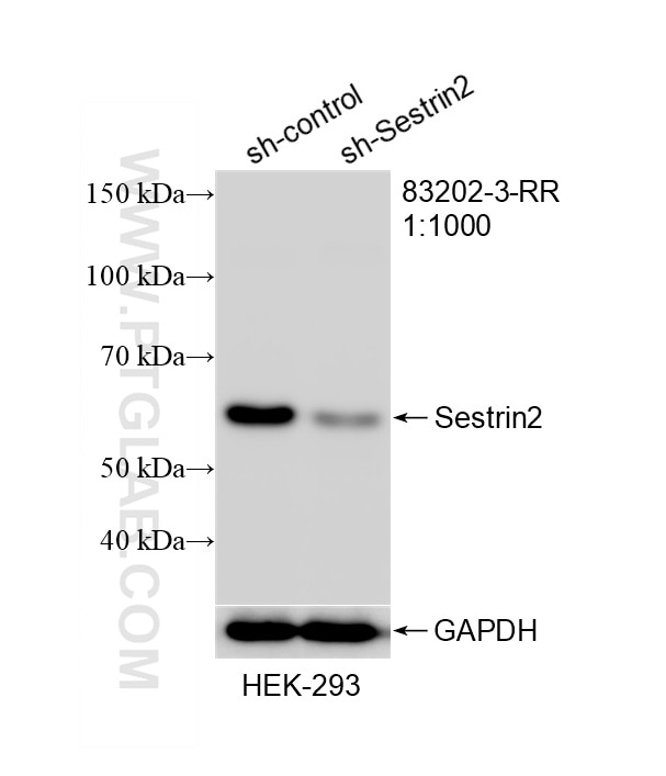 Western Blot (WB) analysis of HEK-293 cells using Sestrin 2 Recombinant monoclonal antibody (83202-3-RR)