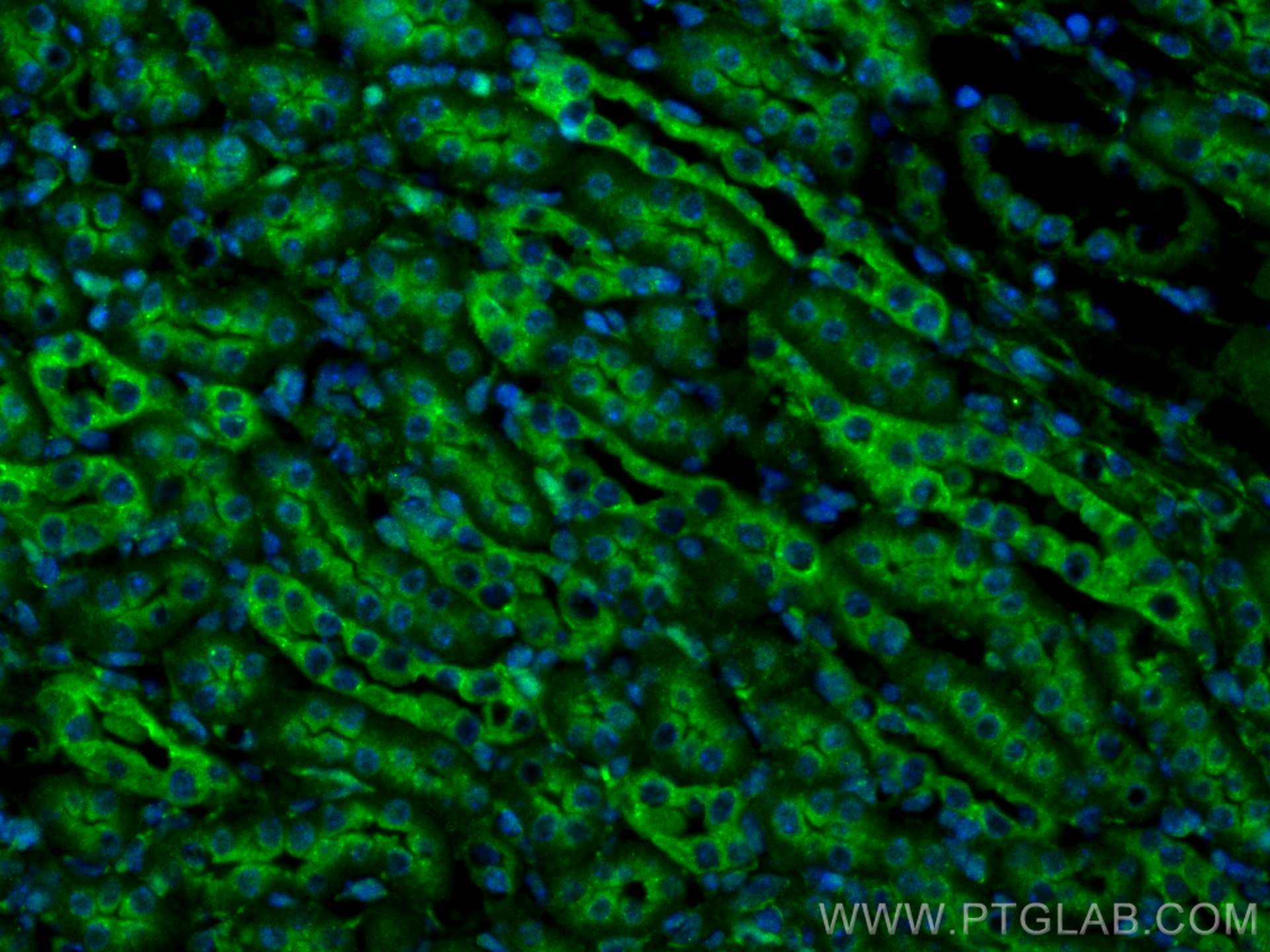 IF Staining of mouse kidney using 10795-1-AP