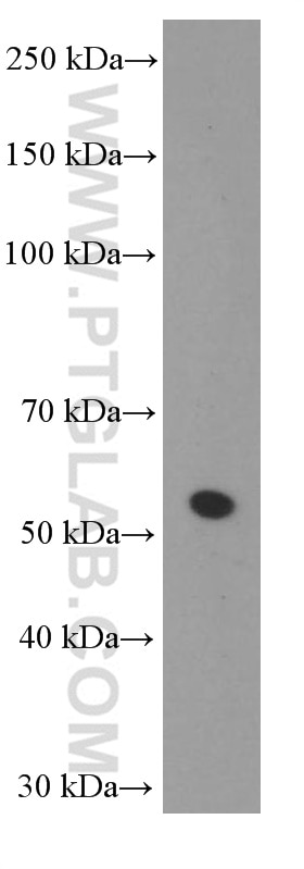 Western Blot (WB) analysis of L02 cells using Sestrin 2 Monoclonal antibody (66297-1-Ig)