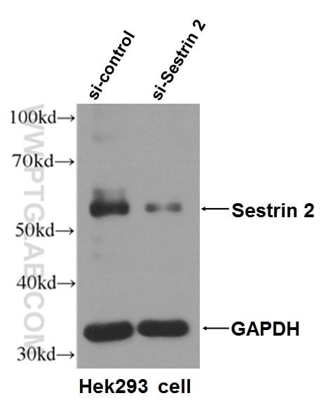 WB analysis of HEK-293T using 66297-1-Ig