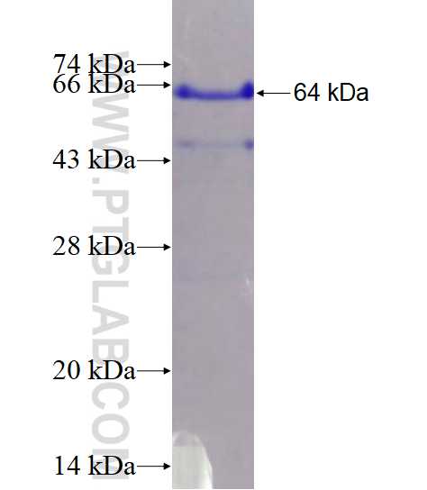 Sestrin2 fusion protein Ag1247 SDS-PAGE