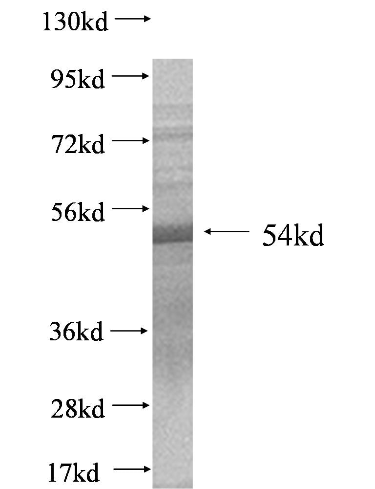 Sf3b3 fusion protein Ag0544 SDS-PAGE