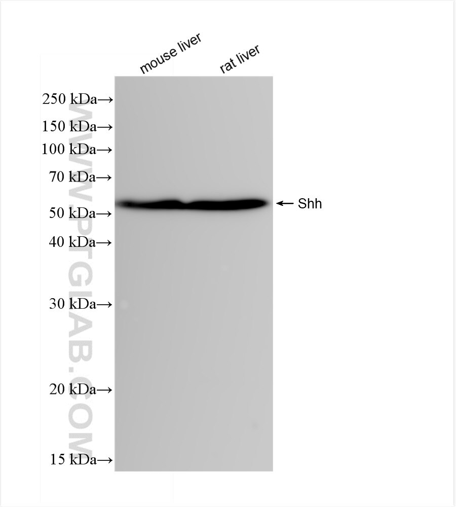 Western Blot (WB) analysis of various lysates using mouse Shh Recombinant antibody (83280-1-RR)